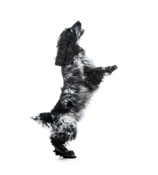 Cocker Spaniel cachorro cão — Fotografia de Stock