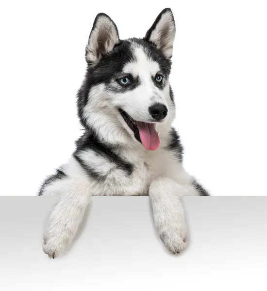 Husky hond boven wit — Stockfoto