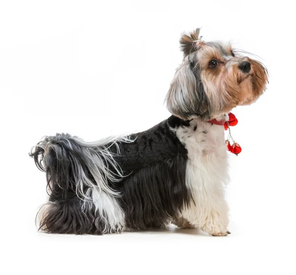 Yorkshire terrier — Foto de Stock