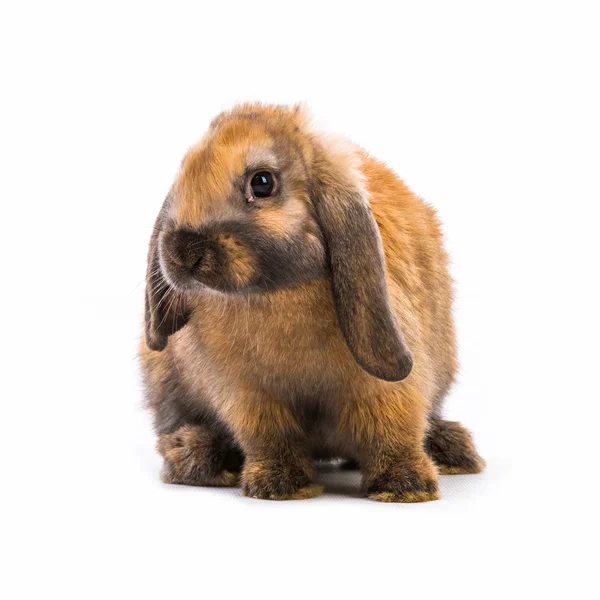 Kaninen sitter — Stockfoto