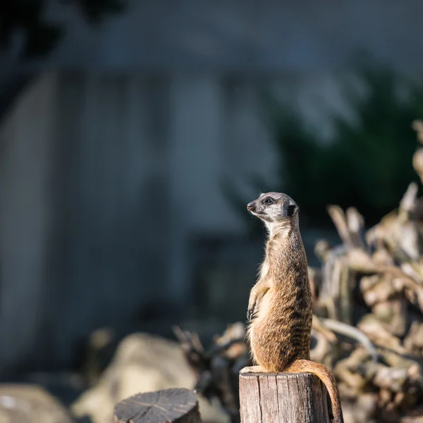 Schlanke Erdmännchen — Stockfoto