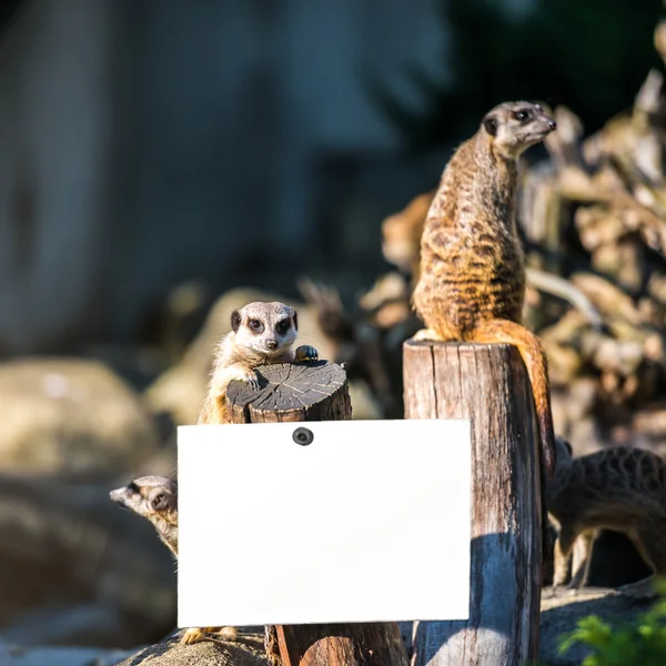 Familie van stokstaartjes — Stockfoto