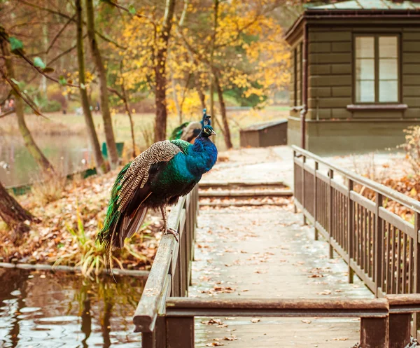 Pavos reales en Lazienki Park — Foto de Stock