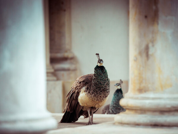 Peacocks  in Lazienki Park