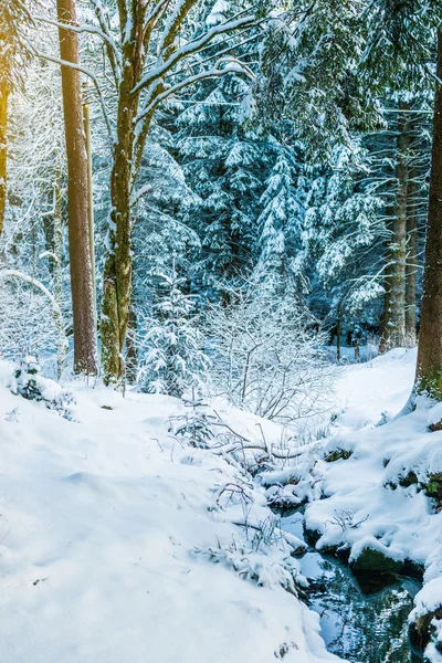 Vintermorgen i skogen – stockfoto