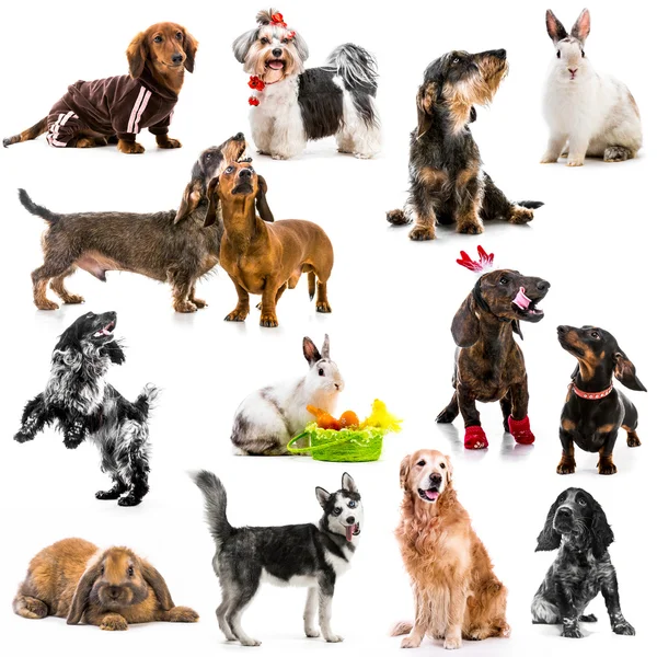Collage av bilder på husdjur — Stockfoto