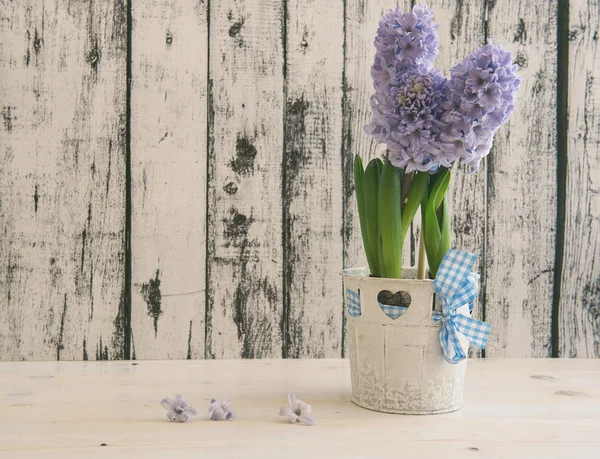 Hyacinth growing in a pot — Stock Photo, Image
