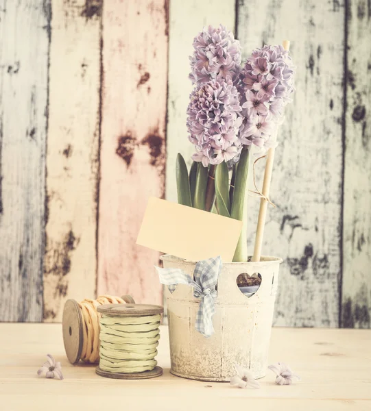 Hyacinth crescendo em um pote — Fotografia de Stock