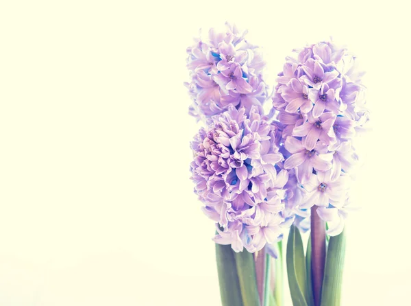 Piękny, fioletowy Hiacynt — Zdjęcie stockowe