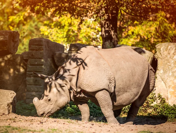 Rhinocéros en fin d'après-midi — Photo