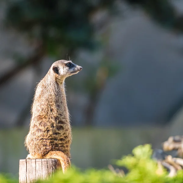 Slender tailed Meerkats — Stock Photo, Image