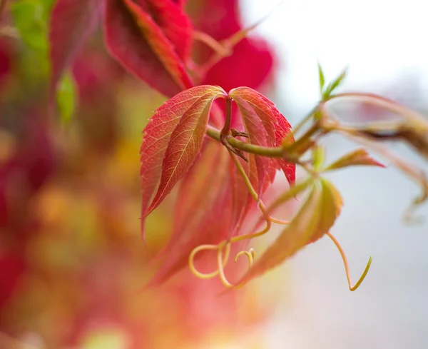 Herbstblätter — Stockfoto