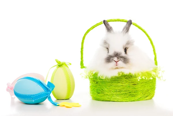 Rabbit  with colored eggs — Stock Photo, Image