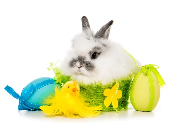 Renkli yumurta ile tavşan — Stok fotoğraf