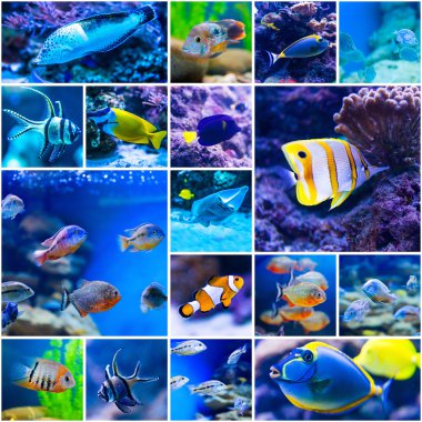 Colorful fish in aquarium saltwater world clipart