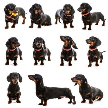 Dachshund beyaz zemin üzerine