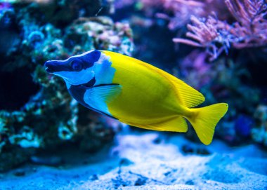 Akvaryumdaki renkli balıklar