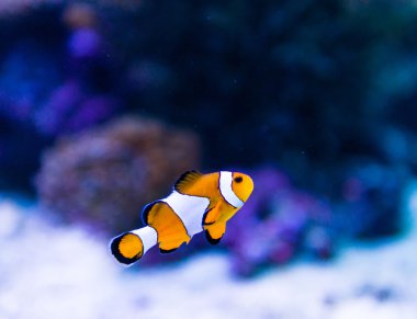 Akvaryumdaki renkli balıklar