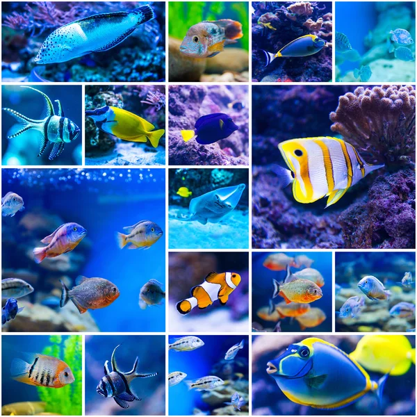 Pesci colorati in acquario mondo dell'acqua salata — Foto Stock