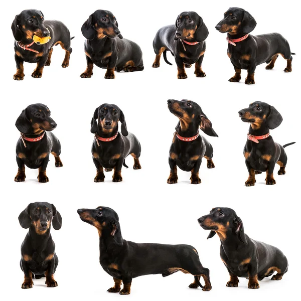 Dachshund on a white background — Stock Photo, Image