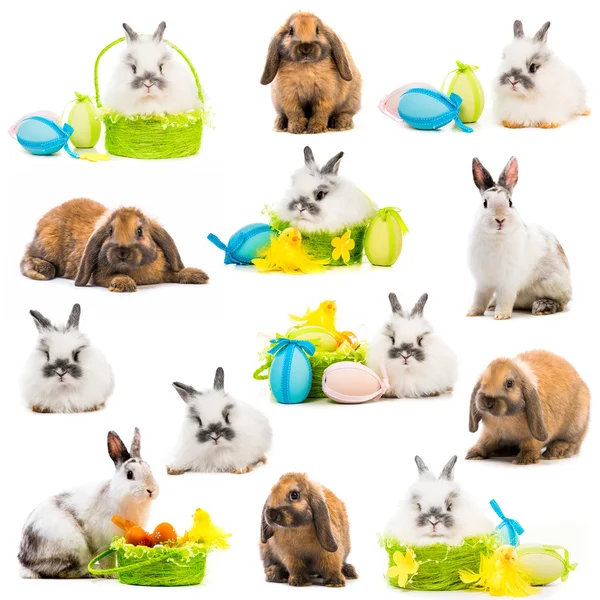 Rabbits and  Easter eggs in a basket — Stock Photo, Image