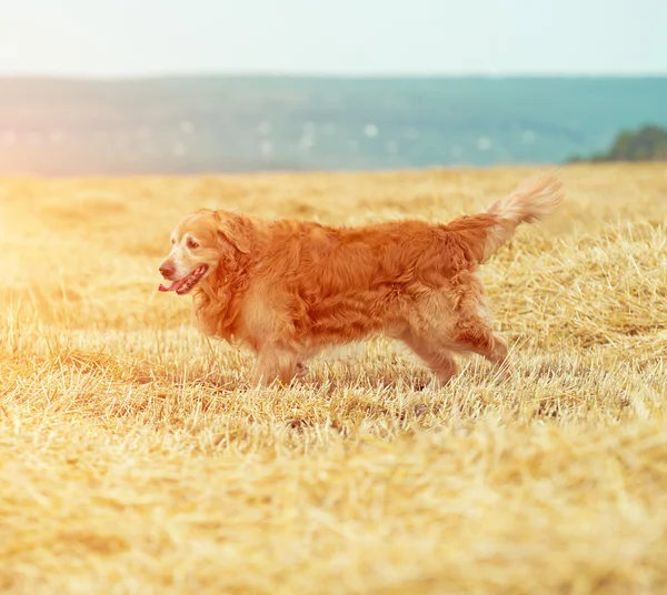 Golden Retriever nella cannuccia — Foto Stock