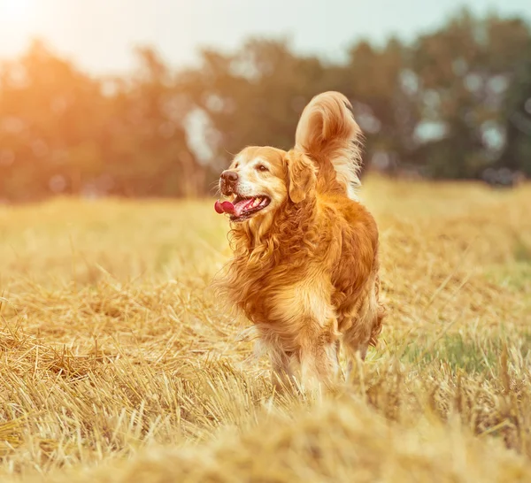 Golden Retriever en la paja —  Fotos de Stock