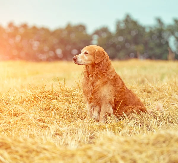 Złoty pies myśliwski w słomie — Zdjęcie stockowe