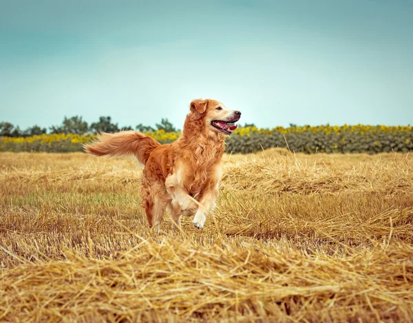 Χρυσόs retriever στο άχυρο — Φωτογραφία Αρχείου