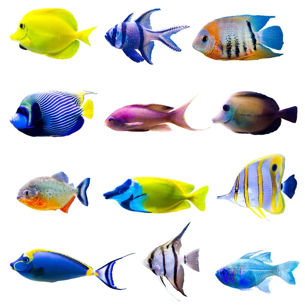 Colecção de peixes tropicais — Fotografia de Stock