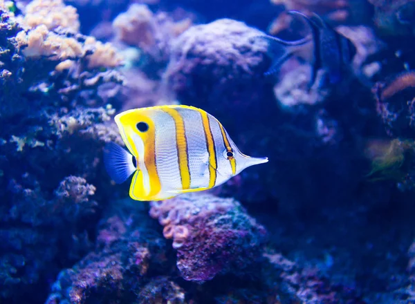 Färgglada fiskar i akvarium — Stockfoto