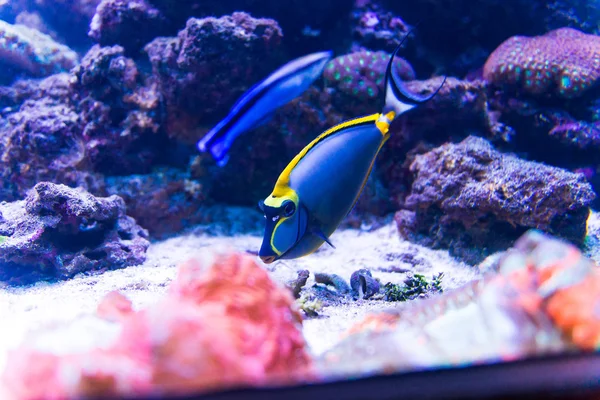 水族館のカラフルな魚は — ストック写真