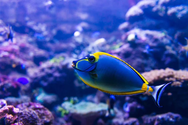 Färgglada fiskar i akvarium — Stockfoto