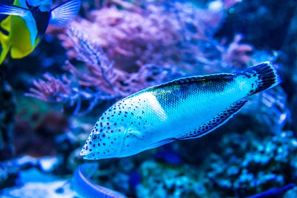 Kleurrijke vissen in aquarium — Stockfoto