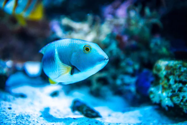 Färgglada fiskar i akvarium — Stockfoto