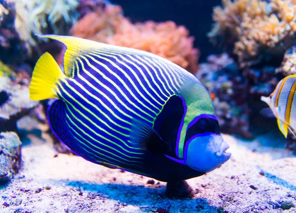 Kleurrijke vissen in aquarium — Stockfoto