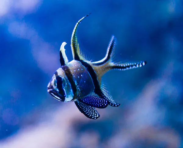 Peces de colores en el acuario — Foto de Stock