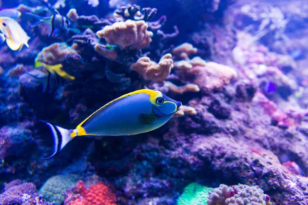 Peces de colores en el acuario — Foto de Stock