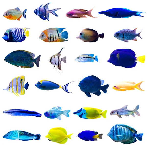 Tropical fish set — Stock Photo, Image