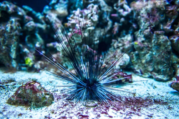 7 092 Sea Urchin Images Free Royalty Free Stock Sea Urchin Photos Pictures Depositphotos