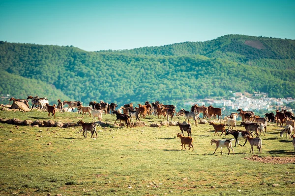 Manada de cabras — Foto de Stock