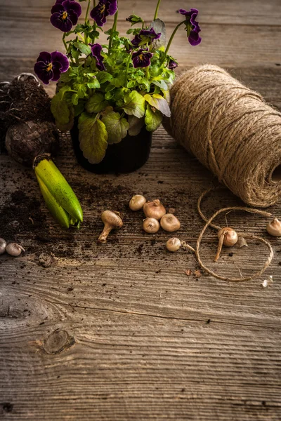 Växter för plantering och tillbehör — Stockfoto