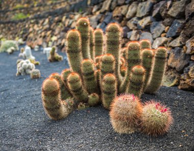 Kaktüs Bahçe, Lanzarote görünümünü