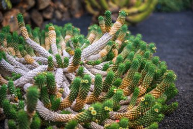Kaktüs Bahçe, Lanzarote görünümünü