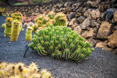 Kaktüs Bahçe, Lanzarote görünümünü
