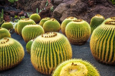 Kaktüs Bahçe, Lanzarote görünümünü