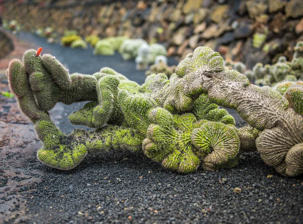 Vista sul giardino di cactus, Lanzarote — Foto Stock