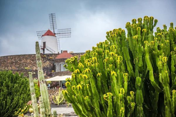 Vista do jardim do cacto, Lanzarote — Fotografia de Stock