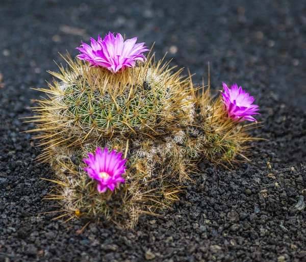 Kaktusz kert, Lanzarote megtekintése — Stock Fotó
