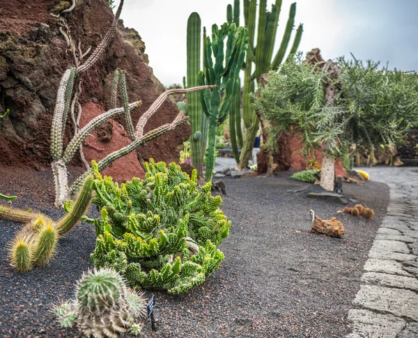 Blick auf den Kakteengarten, lanzarote — Stockfoto